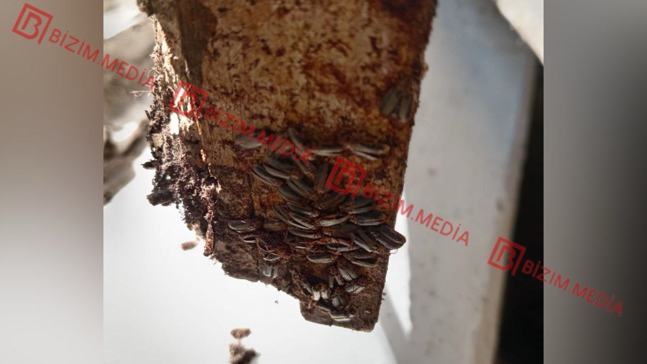Sumqayıtda məktəbi bit-birə BASDI – Şagirdlər dərmanlama zamanı ZƏHƏRLƏNDİ – FOTO/VİDEO - foto 1