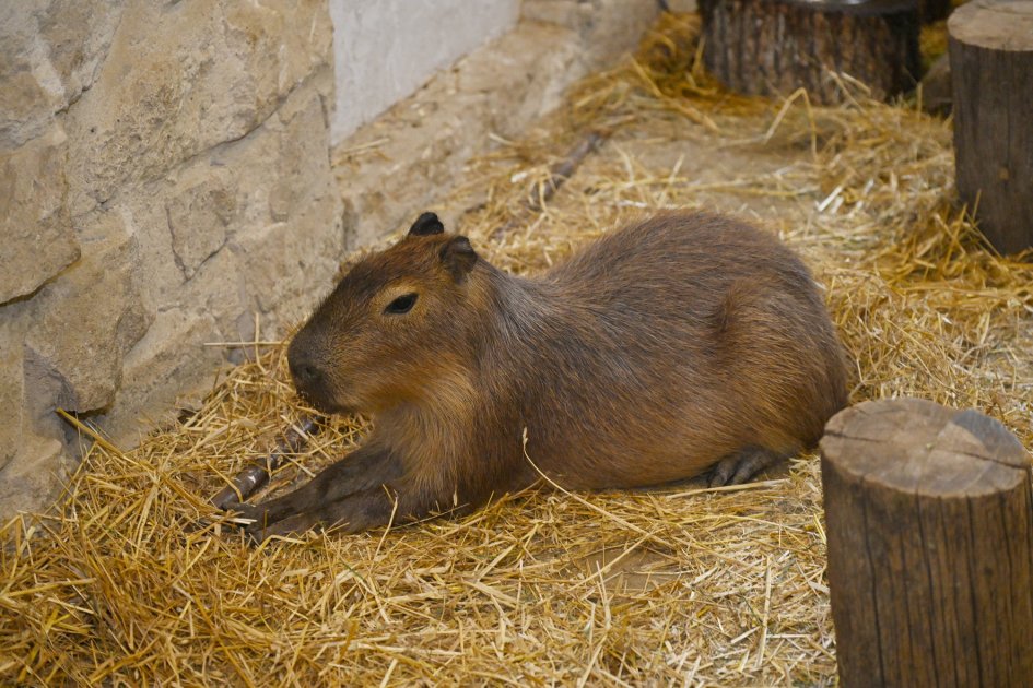 Leyla Əliyeva Şamaxıda “Capybara Azerbaijan” fermasında olub - FOTO - foto 7