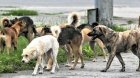 Şagirdlərin kabusu geri QAYIDIR - Məktəb ərazilərində təhlükənin qarşısı alınacaqmı?