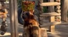 Bakı zooparkında ayı dondurmanı belə yedi – VİDEO
