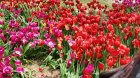 Bulvarda əkilən gülləri kim bu hala salıb? - VİDEO