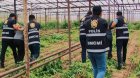 Beş ayda 111,7 milyon manatlıq narkotik dövriyyədən çıxarılıb