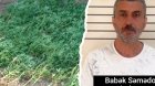 Çay kənarında çətənə kolları yetişdirən şəxs HƏBS EDİLDİ