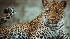 Hindistanda dəhşətli anlar: Leopard mağazaya girib 3 nəfəri yaraladı - VİDEO