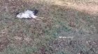 Bu bölgədə ev quşları kütləvi şəkildə tələf olur - FOTO