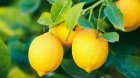 Azərbaycanda limonun qiyməti bahalaşdı - Səbəb nədir?
