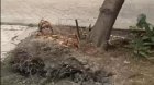 &ldquo;Elmlər Akademiyası&rdquo;nda təhlükə - Ağac hər an aşa bilər - VİDEO