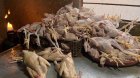 Lənkəranda toyuq kəsimi sexində nöqsanlar aşkarlandı &ndash; FOTO