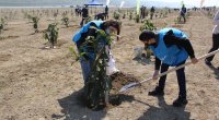 “Yaşıl Marafon”: Bakıda ağacəkmə aksiyaları keçirildi - FOTO