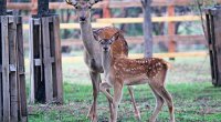 Zooparkın açılış vaxtı bəlli oldu – İstilər heyvanları TƏLƏF EDİB?  