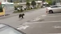 Nazirlikdən küçədəki ayı balaları ilə bağlı AÇIQLAMA  