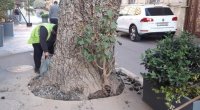 Bakıda ağacın dibi asfaltdan təmizləndi