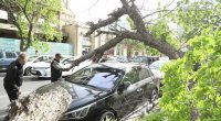 Güclü külək Bakıda nəhəng ağacı avtomobillərin üzərinə aşırdı - FOTO 