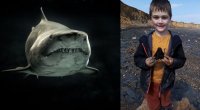 6 yaşlı uşaq çimərlikdə megalodon dişi tapdı – FOTO 