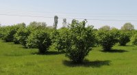 Qaxda fındıq yığan kişini İLAN SANCDI