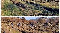 Meşə fondu torpaqlarında 29 min ağac əkilib - FOTO 