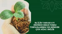 Meşə fondu torpaqlarında 100 mindən çox ağac əkildi