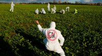 Azərbaycanda GMO məhsulların becərilmə həcmi ÇOXALIB – Kim nəzarət etməlidir? 