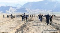 Ordubadda “Azərbaycan - Türkiyə ipək bağı” salındı - FOTO 