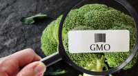 Azərbaycanda GMO orqanizmlərin və yem məhsullarının qeydiyyatına BAŞLANILIR 