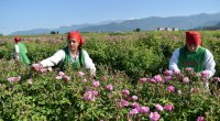 Zaqatalada gül yığımına BAŞLANILDI – FOTO 