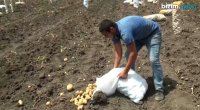 Cəlilabadlı fermerlər ÇƏTİN DURUMDA – “Kartofu sahələrdən yığmaq belə istəmirlər”