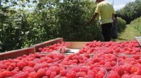 36 ton moruğun Rusiyadan geri qaytarılması məlumatlarına aydınlıq gətirildi - RƏSMİ