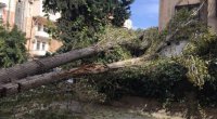 Güclü külək nəticəsində Bakıda 13 ağac sınıb