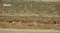 Şimal-Qərb bölgəsinin təbiətinə gözəllik qatan CEYRANLAR – FOTO/VİDEO