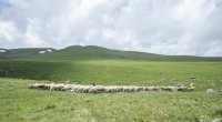 Azad olunmuş ərazilərdəki yaylaqlara köçlə bağlı qeydiyyat BAŞLADI