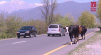 Qəza mənbəyinə çevrilən MAL-QARA – Oğuzda sahibsiz buraxılan heyvanların yaratdığı TƏHLÜKƏ – FOTO 