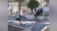 İstanbulda qurbanlıq öküz 2 nəfəri yaraladı - VİDEO