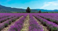 Çay və lavanda plantasiyasının genişləndirilməsinə 30 min manat güzəştli kredit verilib - FOTO