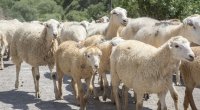 Yerli cins qoyunlar niyə “YOXA ÇIXIR”?