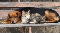 Rusiyada küçə heyvanlarını yemləmək qadağan edilə bilər
