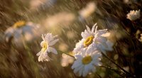 Hava kəskin dəyişəcək: Leysan, sulu qar... – XƏBƏRDARLIQ