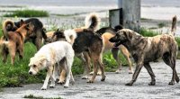 Qubada sahibsiz it məktəblini və iki qadını DİŞLƏDİ