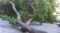 Bakıda ağaclar kəsildi, təbiətə 30 min manat ZİYAN DƏYDİ