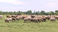 Azərbaycanda qoyunçuluq mərkəzi kimi tanınan KƏND – 7-dən 77-ə BƏRƏKƏT - FOTO