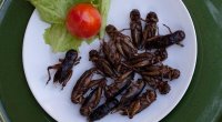 Azərbaycana 8 milyon həşərat gətirildi! - Yemək menyusuna daxil olacaqlar?
