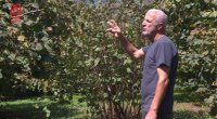 Məhsul QIT, gözlənti ÇOX – Zaqatalanın fındıq bağlarından REPORTAJ/FOTO