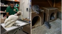 Restoranda qanunsuz saxlanılan heyvanlar XİLAS EDİLDİ - FOTO/VİDEO