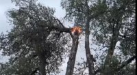Zaqatalada qeyri-sabit hava fəsad TÖRƏTDİ - Ağaca ildırım düşdü - FOTO