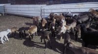 Göygöldə fermaya silahlı basqın oldu - FOTO