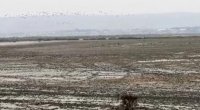 Azərbaycanın ən böyük göllərindən biri QURUYUR: Ekoloqlar həyəcan təbili çalırlar – VİDEO