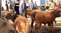 Bu heyvan bazarları fəaliyyət göstərməyəcək - XƏBƏRDARLIQ