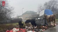 Bu qəsəbədə məişət tullantıları günlərdir daşınmır – FOTO