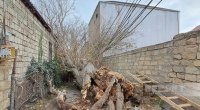 Bakıda güclü külək ağacı elektrik xəttinin üzərinə aşırdı &ndash; FOTO/VİDEO