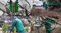 Güclü külək nəticəsində Bakıda neçə ağac aşıb?