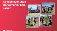 Göygöldə &ldquo;Qəhrəmanlar bağı&rdquo; aksiyası həyata keçirilib